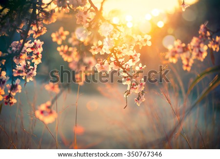 Spring blossom background. Beautiful nature scene with blooming tree and sun flare. Sunny day. Spring flowers. Beautiful Orchard. Abstract blurred background. Springtime