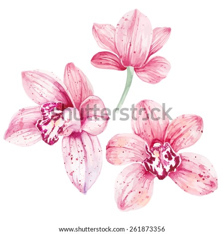 Watercolor pink Orchid flowers isolated on white background. Vector illustration