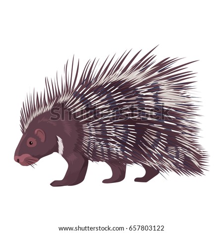 Porcupine Stock Images, Royalty-Free Images & Vectors | Shutterstock