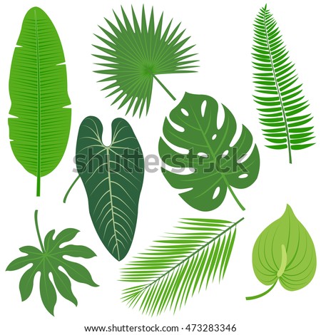 Exotic Tropical Leaves Collection Set Hand Stock Vector 354839192 ...