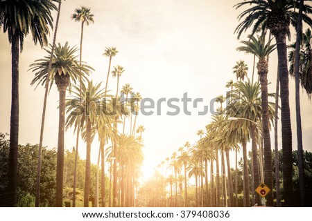 Beverly Hills street with palm trees at sunset, Los Angeles