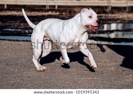 Angry American Bully Pitbull Dog Running Stock Photo (Royalty Free ...