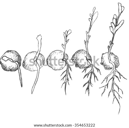 Seed Germination Isolated On White Stock Vector 354653216 - Shutterstock