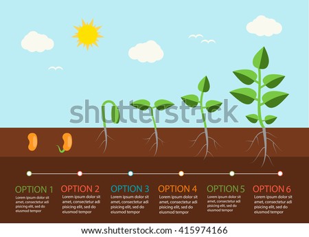 Germination Stock Images, Royalty-Free Images & Vectors | Shutterstock
