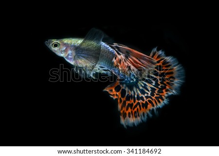 Guppy Stock Images, Royalty-Free Images & Vectors | Shutterstock