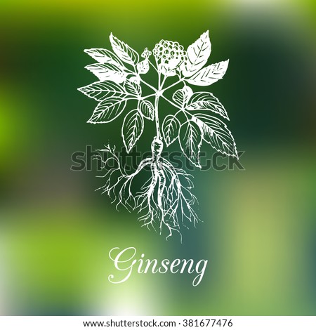 Vector ginseng illustration on blurred background. Hand drawn sketch of medicinal plant. Botanical drawing in engraving style. Green organic, eco herb.