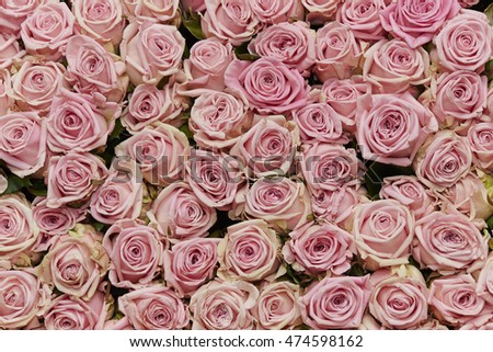 Framework Roses On White Background Flat Stock Photo 453295177 ...