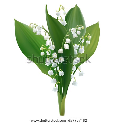 Convallaria Stock Vectors, Images & Vector Art | Shutterstock