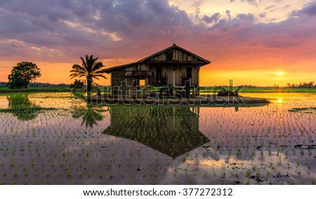Alone reflection house on paddy field during sunset