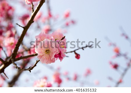 Pink plum trees blossoms in winter