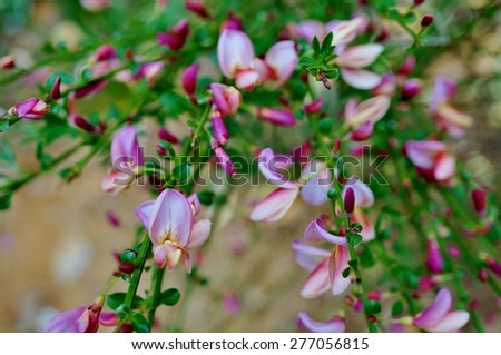 Flowers Pink Scotch Broom Plant Cytisus Stock Photo ...