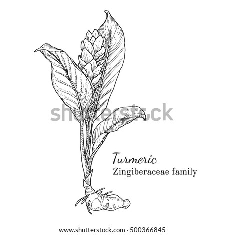 Curcuma plant