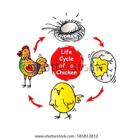 Life Cycle Chicken Stock Vector 585813812 - Shutterstock