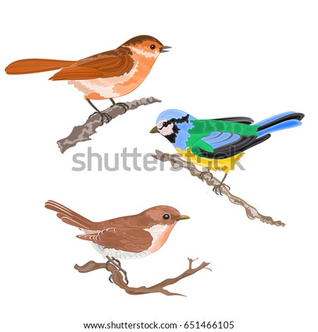 singing birds on branches warbler titmouse sparrow vintage hand draw set one vector animals illustration for