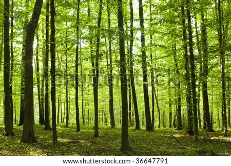 Beautiful Green Forest Stock Photo 111537713 - Shutterstock