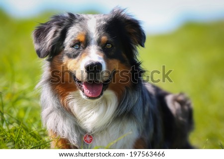 Border Collie Stock Photos, Images, & Pictures | Shutterstock