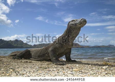 Komodo Dragon, Varanus komodensis, on beach, Komodo Island, Indonesia SE Asia  Large male monitor lizard along the beach/shoreline as it seeks food by scavenging