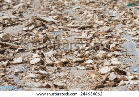 Manioc root is drying under sunlight in Mekong delta, Vietnam. Cassava is planted almost everywhere in Vietnam and its root is amongst the cheapest sources of food there