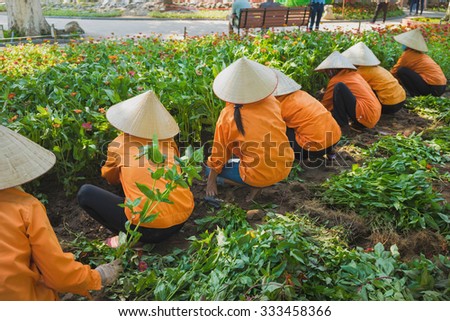 Vietnamese women in conical hat harvest flower in park preparing for national holiday. Common familiar image in Vietnam. Focus on the woman