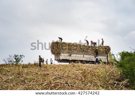 Phu Yen, Vietnam - Mar 31, 2016: Farmers loading sugar cane into truck by harvesting time in Tay Nguyen, central highlands of Vietnam