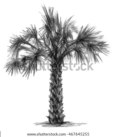  Palm Tree Drawing Isolated Tree Sketch Stock Illustration 467645255 