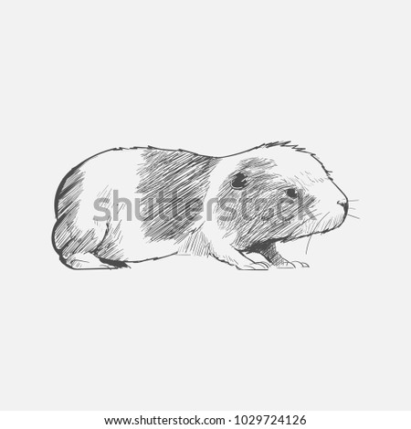 Rat Drawing Stock Images, Royalty-Free Images & Vectors | Shutterstock