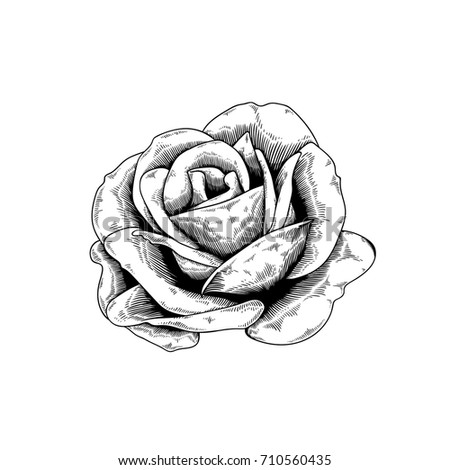 Rose Drawing Flower Nature Vector Icon Stock Vector 710560435 ...