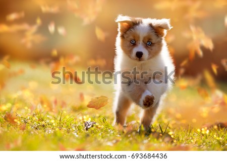 running with australian shepherd puppy puppy running stock images royalty free images u0026 vectors running with australian shepherd puppy puppy running stock images royalty free images u0026 vectors