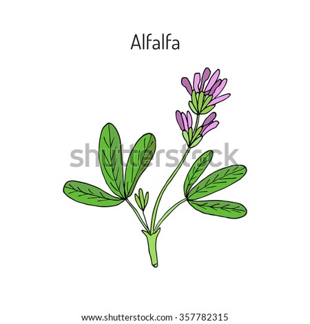 Alfalfa Medicago Sativa Vector Illustration Stock Vector (Royalty Free ...