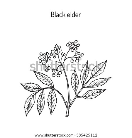 Elderberry Stock Photos, Royalty-Free Images & Vectors - Shutterstock