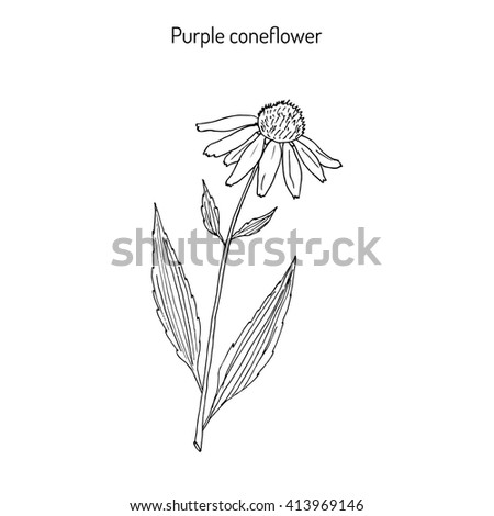 Coneflower Stock Images, Royalty-Free Images & Vectors | Shutterstock