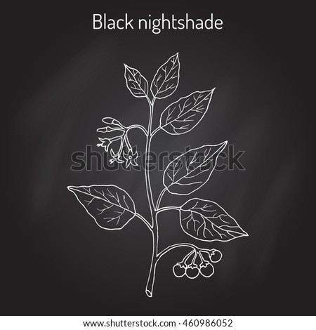 Nightshade Stock Photos, Images, & Pictures | Shutterstock