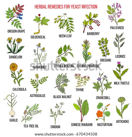 Best Herbal Remedies Yeast Infection Hand Stock Vector 670434508 ...