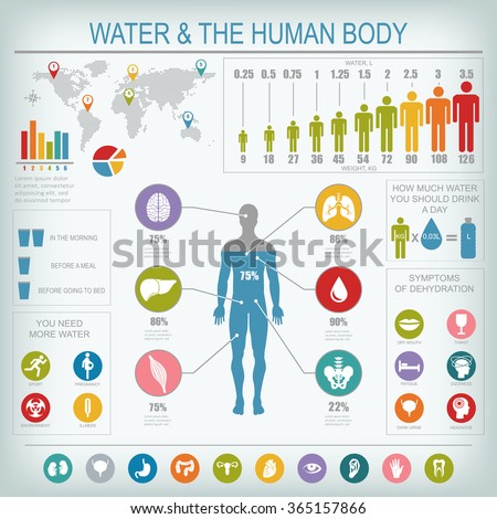 Water and human body infographic. Useful information about water. Concept of healthy lifestyle. Drink more water. Vector image.