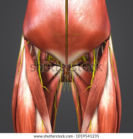 Hip Muscles Anatomy Nerves Anterior View Stock Illustration 1059541235