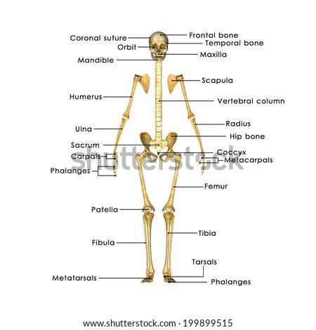 Skeleton Labelled Stock Illustration 199899515 - Shutterstock
