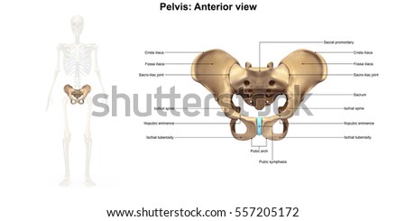 Pelvic Bone Stock Images, Royalty-Free Images & Vectors | Shutterstock