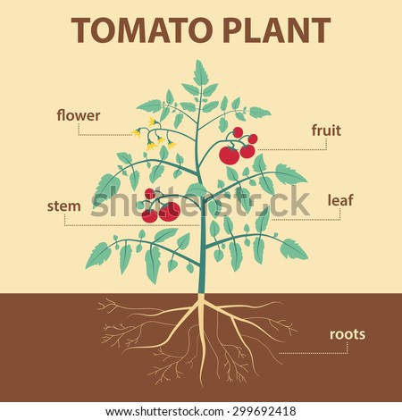 Vector Illustration Showing Parts Tomato Whole Stock Vector 299692418 ...