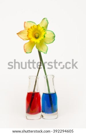 Daffodil Split Stem Half Water Red Stock Photo (Safe to Use ... Daffodil Split Stem Half Water Red Stock Photo (Safe to Use ...