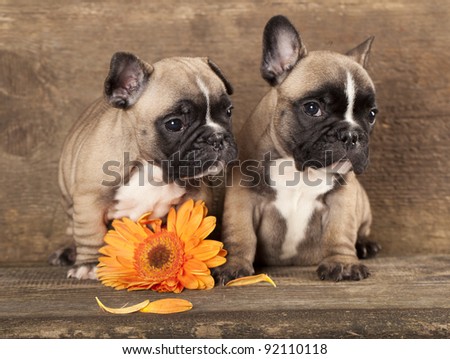 Puppies And Flower Stock Photos, Images, & Pictures | Shutterstock