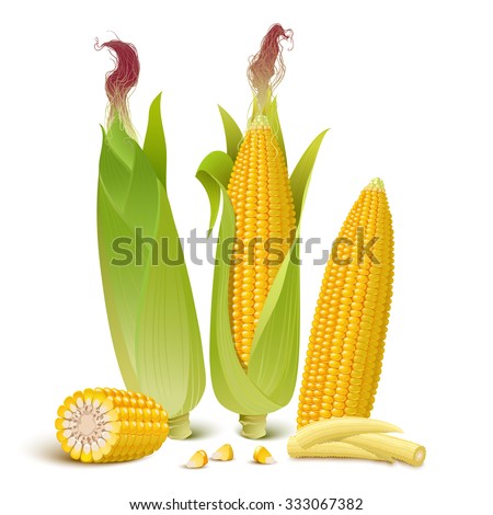 Ripe corn cobs, baby corn, corn seeds and cut corn. Isolated on white.
