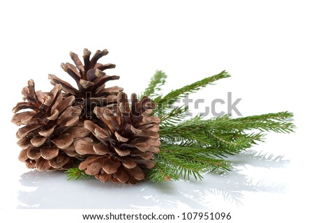 Pine cones and needles, close up