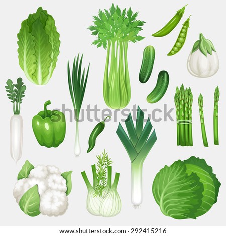 Set of fresh green vegetables. Healthy food vector illustration.