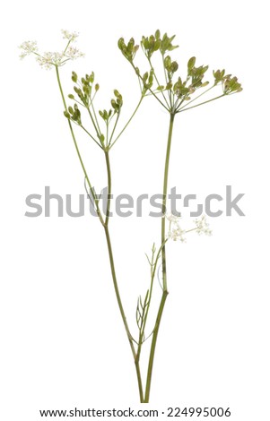 cumin plant stock images royalty free images vectors cumin plant inspired room cumin plant stock images royalty free images vectors cumin plant stock images royalty free images vectors cumin plant inspired room cumin plant stock images royalty free images vectors