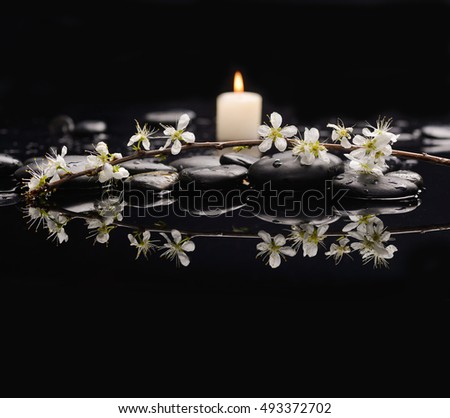 Still life with Spring blossom with white candle on black stones