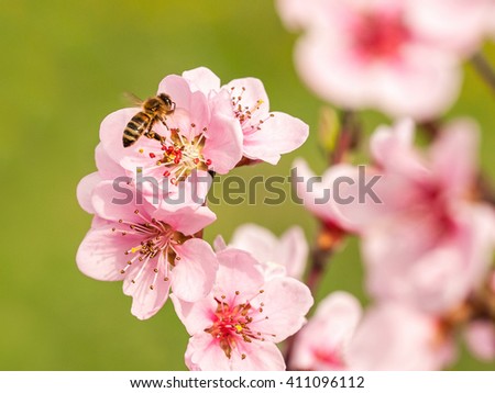 European honey bee on a peach tree flower