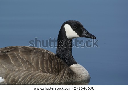 canada goose los angeles canada goose los angeles