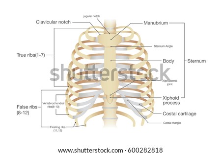 Anatomy Human Rib Illustration Vector About Stock Vector 600282818