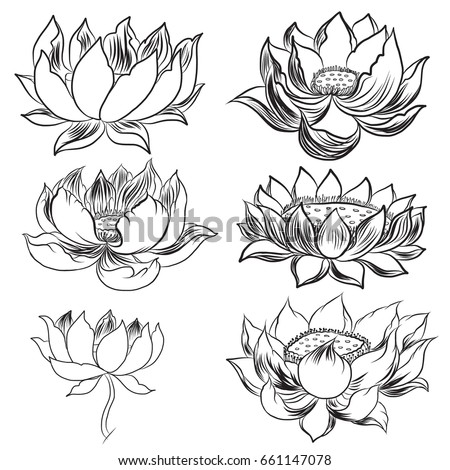 Hand Drawn Lotus Flowerisolate Vector Set Stock Vector (Royalty Free