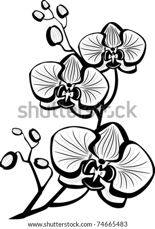 Sketch Orchid Flowers Stock Vector 74665483 - Shutterstock